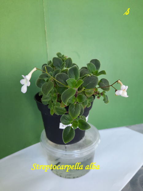 Streptocarpella alba (25-05-2022) - Gesneriaceae 2022