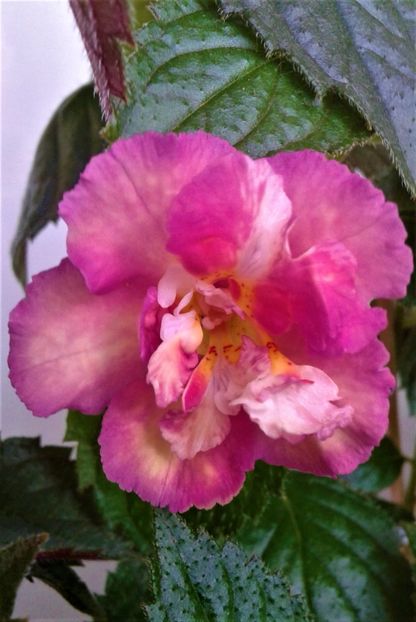  - Foarte multe varietatii inca nu au inflorit