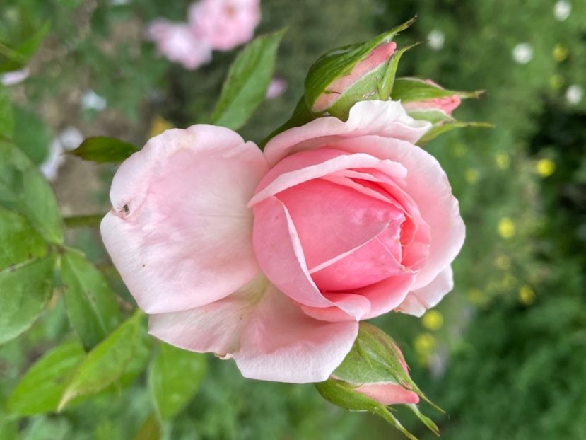 F747BF1A-6E5A-40D9-99CE-A97C0E03F730 - TRANDAFIRI