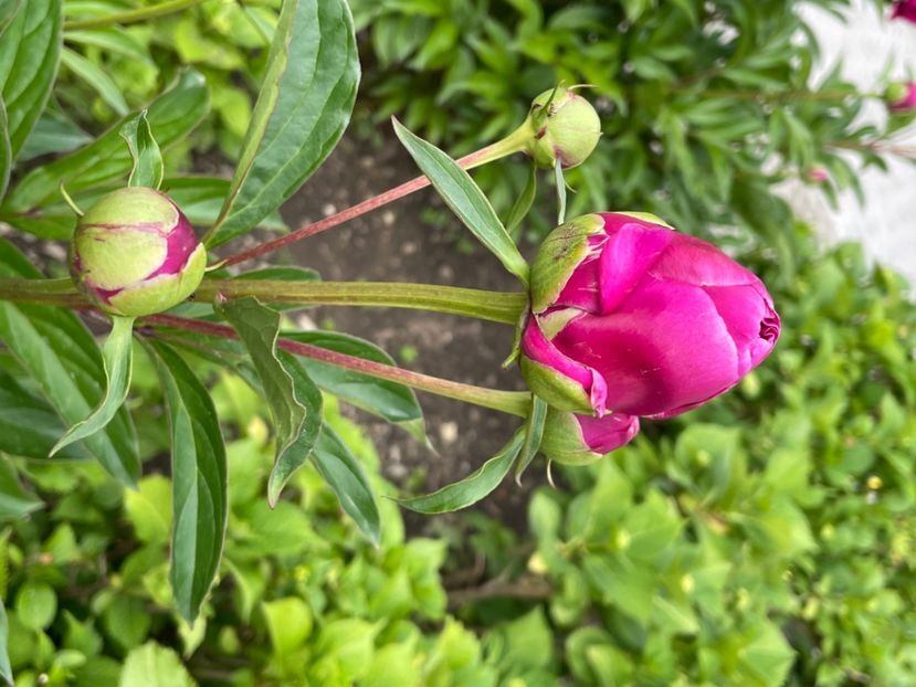 CE1F877F-56AB-4C44-BC47-F924E2AE26CC - BUJORI