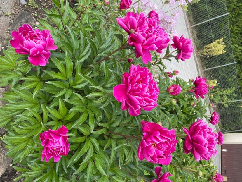 7560D480-76EC-4A9B-9C99-12872B80C33C - BUJORI