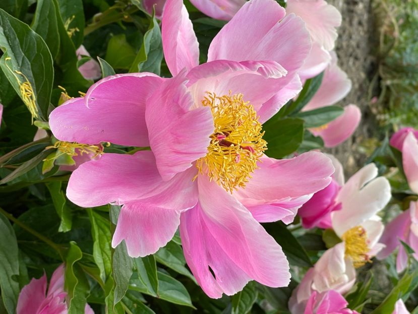 CBF56BDA-4209-4B87-9FC0-7B9629BD6D90 - BUJORI