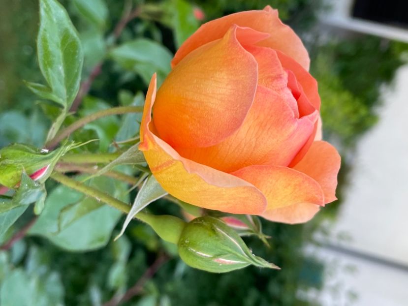 F0EACA63-839C-4685-8B98-20FA9E0F9819 - TRANDAFIRI