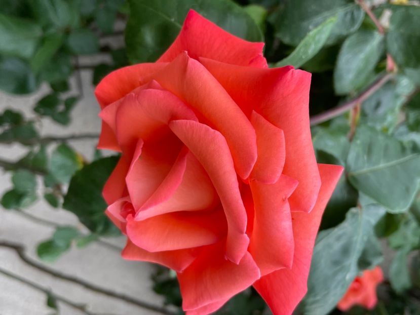 B0C96DE9-04E0-4845-A259-0801FA8805A1 - TRANDAFIRI