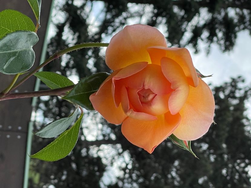 E06DD271-D100-49C3-AD2F-04073C366C49 - TRANDAFIRI