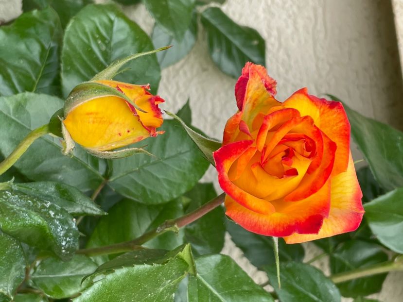 8230E2FE-7FB7-407A-8E92-A713AFD18230 - TRANDAFIRI