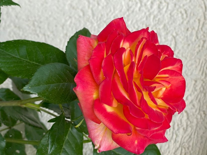 4BA0118B-A83E-4A2F-B853-60B3B2FE4216 - TRANDAFIRI