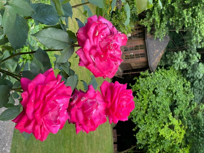 3711FC6E-E3F0-4D1D-9218-EDDEE1F37BF8 - TRANDAFIRI