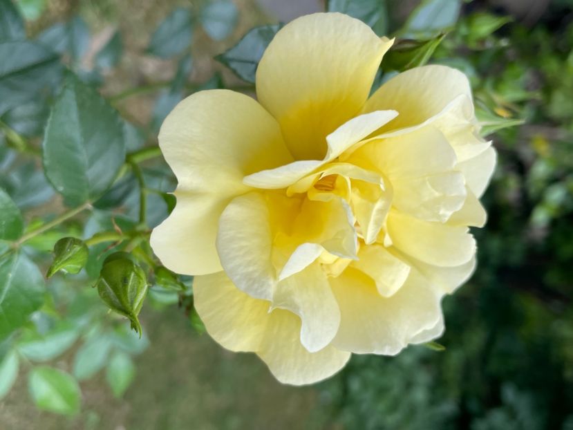 2A8F251C-09D4-4571-B02F-73BFCD4EEF3E - TRANDAFIRI