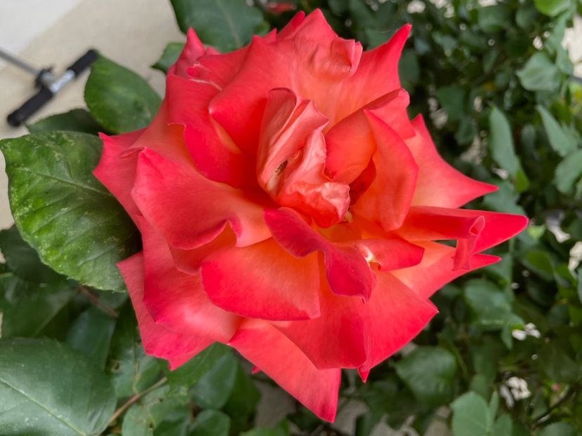 5CCC5ED6-B4F3-4137-B9E6-FF7590128312 - TRANDAFIRI