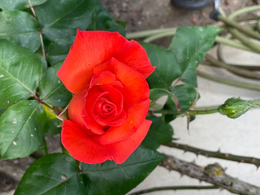 6B4BB4AE-53B3-4073-AD39-1C8416623CED - TRANDAFIRI