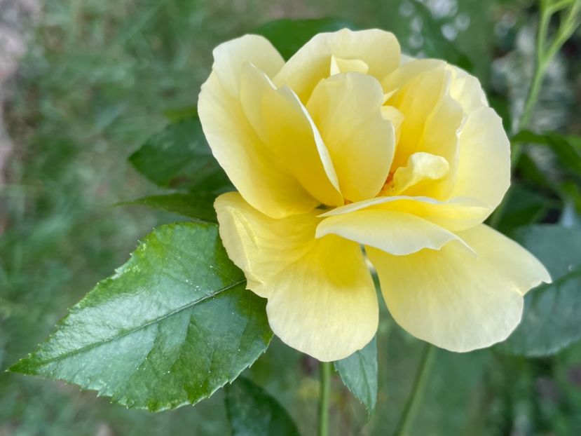 18EBA48A-A4CA-4735-A336-4329495373B2 - TRANDAFIRI