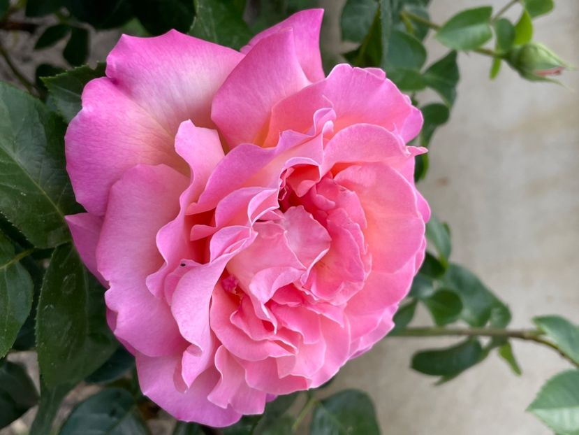 7E6EF244-C2D3-47F2-AF4D-91D942FE5DBD - TRANDAFIRI