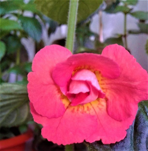  - Rizomii de achimenes plantati astazi pentru anul 2022