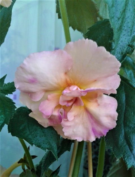  - Rizomii de achimenes plantati astazi pentru anul 2022