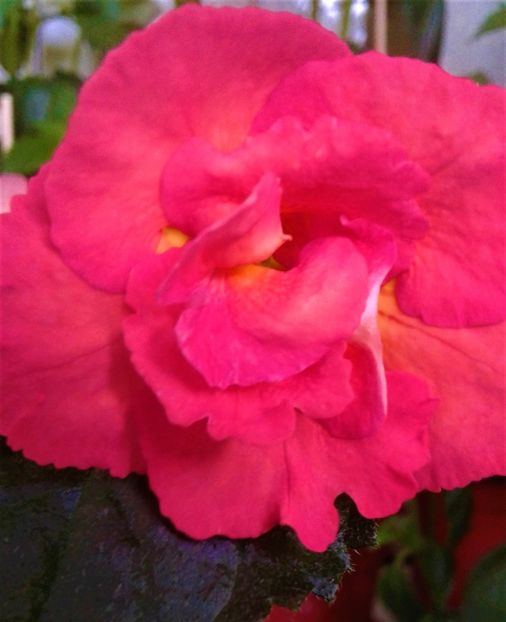  - Rizomii de achimenes plantati astazi pentru anul 2022