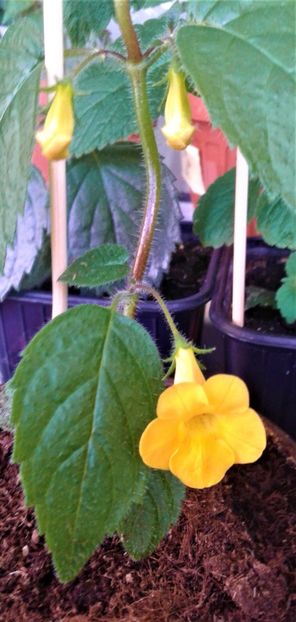  - Rizomii de achimenes plantati astazi pentru anul 2022