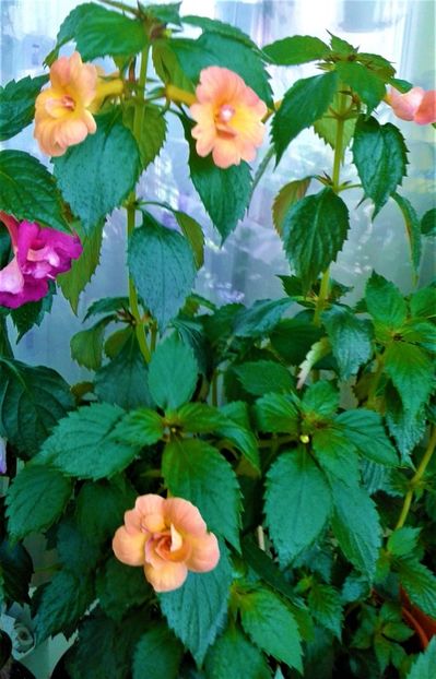  - Rizomii de achimenes plantati astazi pentru anul 2022