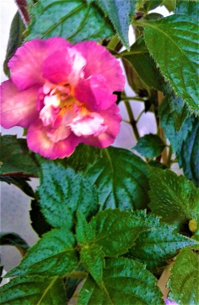  - Rizomii de achimenes plantati astazi pentru anul 2022