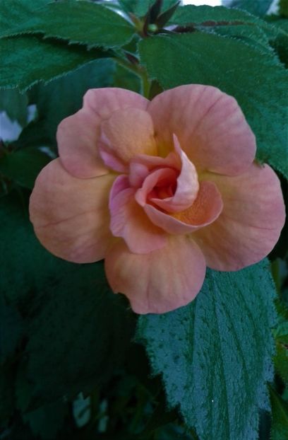  - Rizomii de achimenes plantati astazi pentru anul 2022