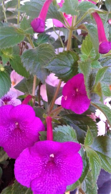  - Rizomii de achimenes plantati astazi pentru anul 2022