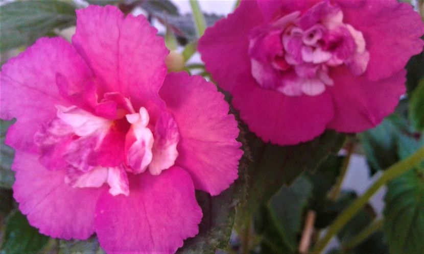  - Rizomii de achimenes plantati astazi pentru anul 2022