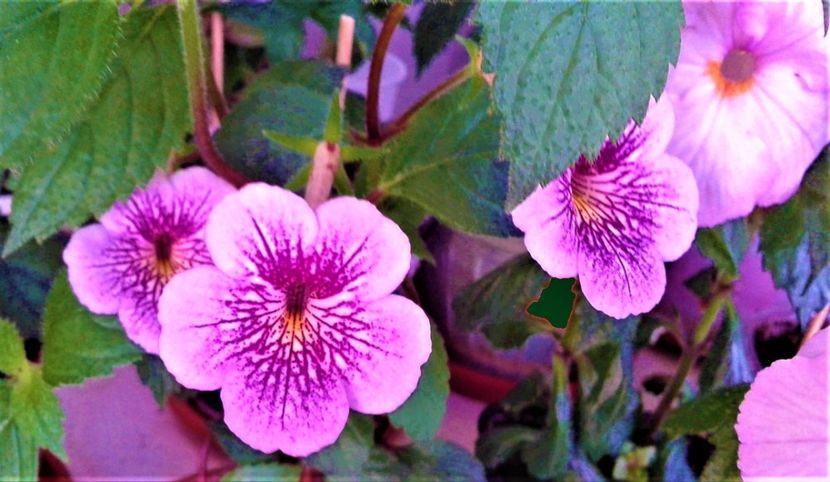  - Rizomii de achimenes plantati astazi pentru anul 2022