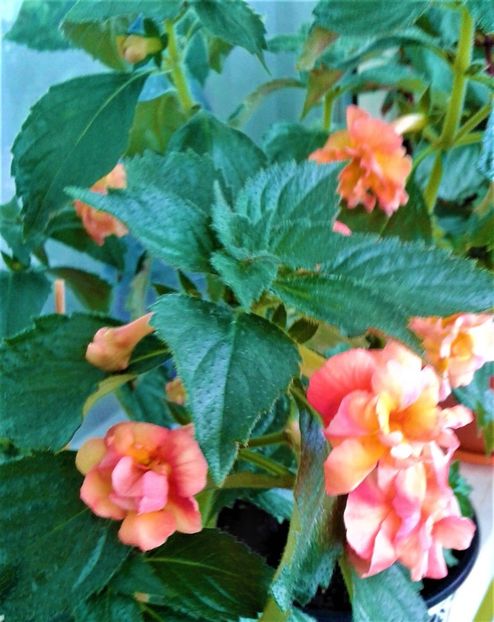  - Rizomii de achimenes plantati astazi pentru anul 2022
