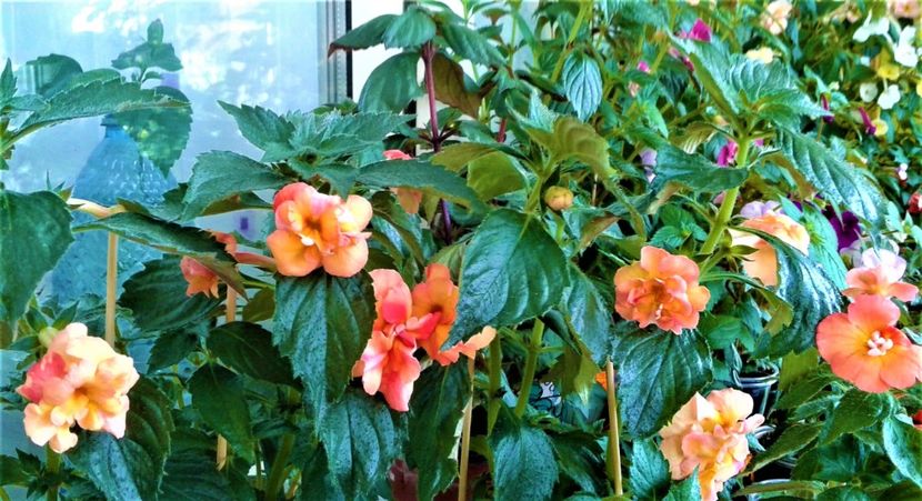  - Rizomii de achimenes plantati astazi pentru anul 2022