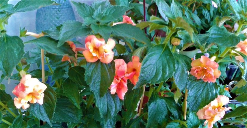  - Rizomii de achimenes plantati astazi pentru anul 2022