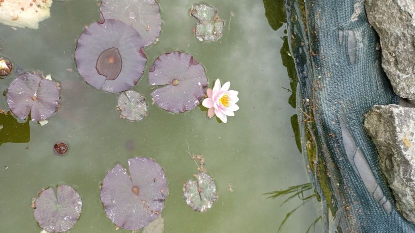 IMG-20220525-WA0008 - Mixt de floricele 2022