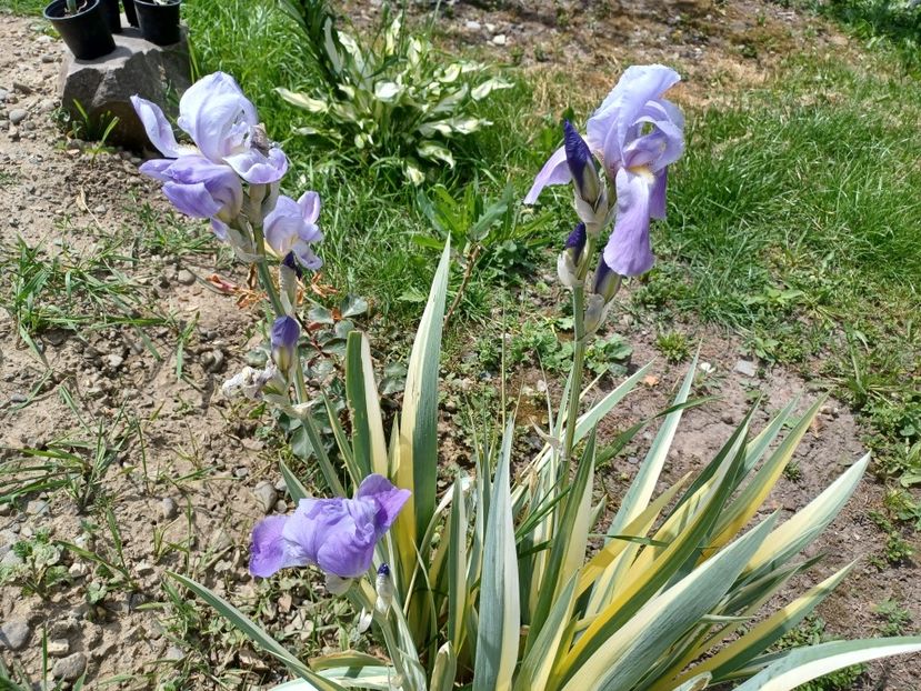  - Mixt de floricele 2022