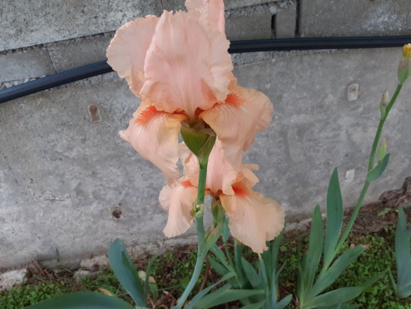  - Iris 2022