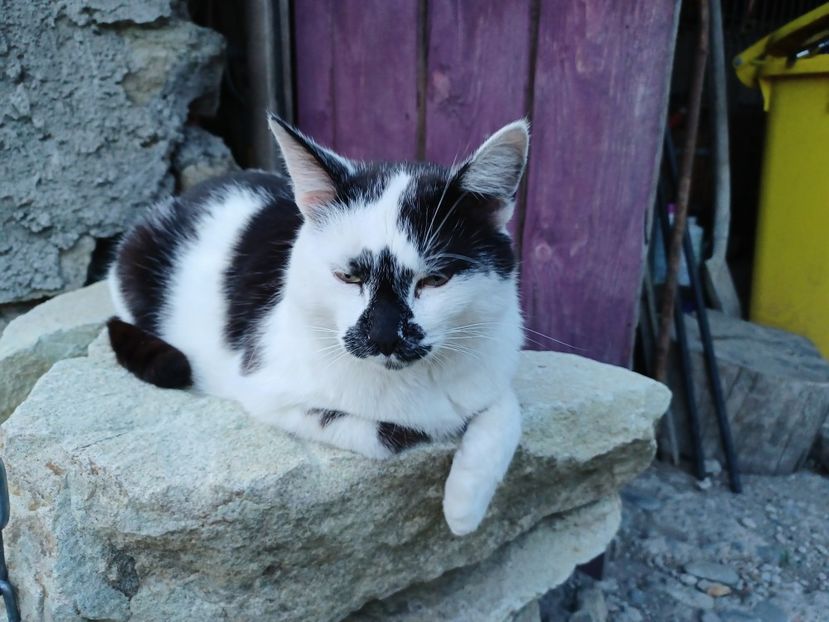 Bibitza - Micile mele feline 2022