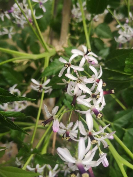 Chinaberry tree - arbori ornamentali 2022