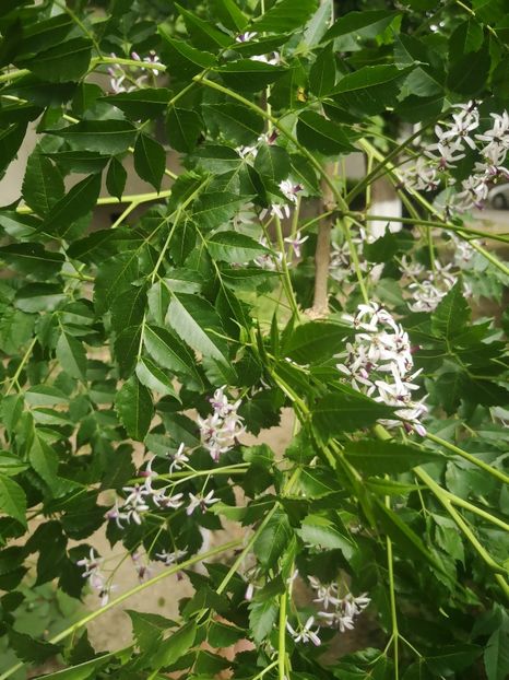  - arbori ornamentali 2022