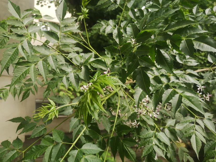  - arbori ornamentali 2022