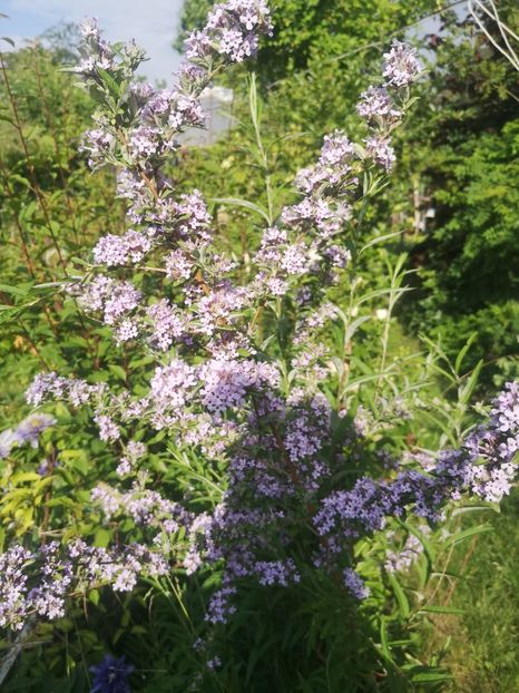  - arbori ornamentali 2022