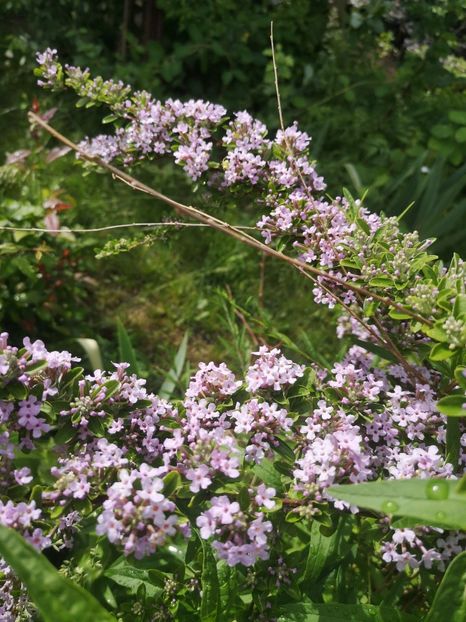  - arbori ornamentali 2022