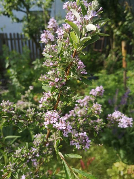  - arbori ornamentali 2022