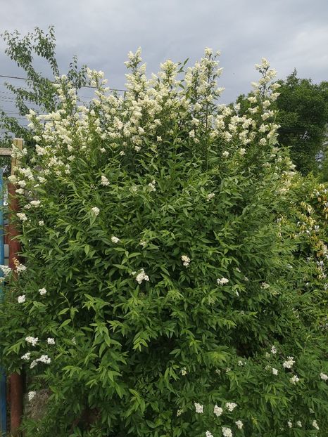  - arbori ornamentali 2022