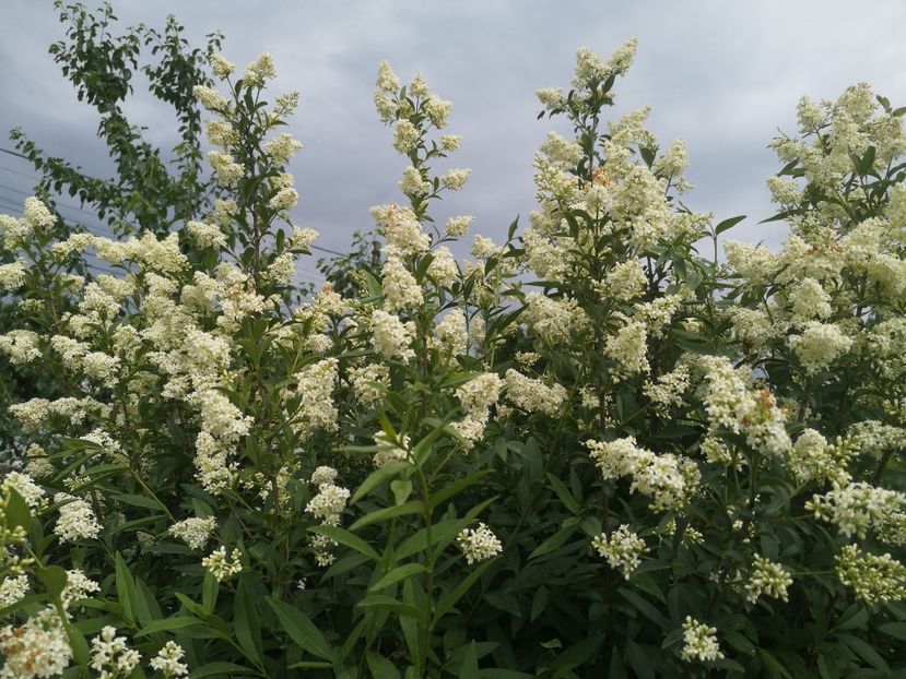 Ligustrum Ovalifolium - arbori ornamentali 2022