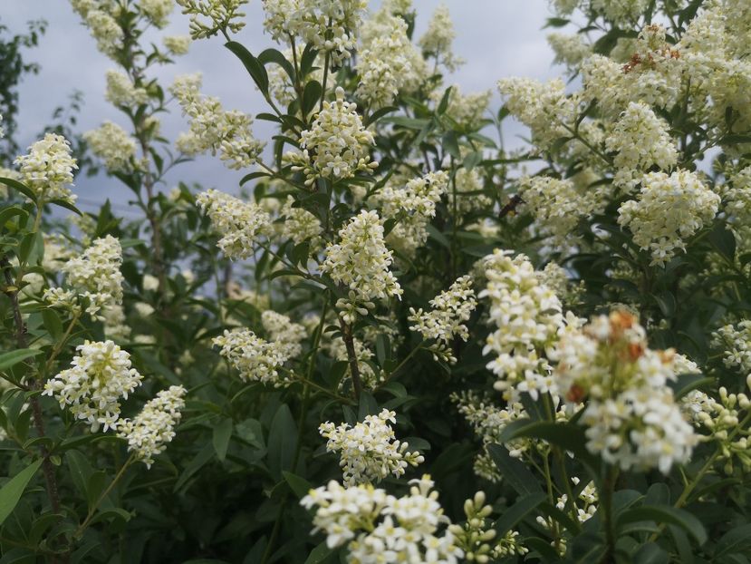 lemn cainesc - arbori ornamentali 2022