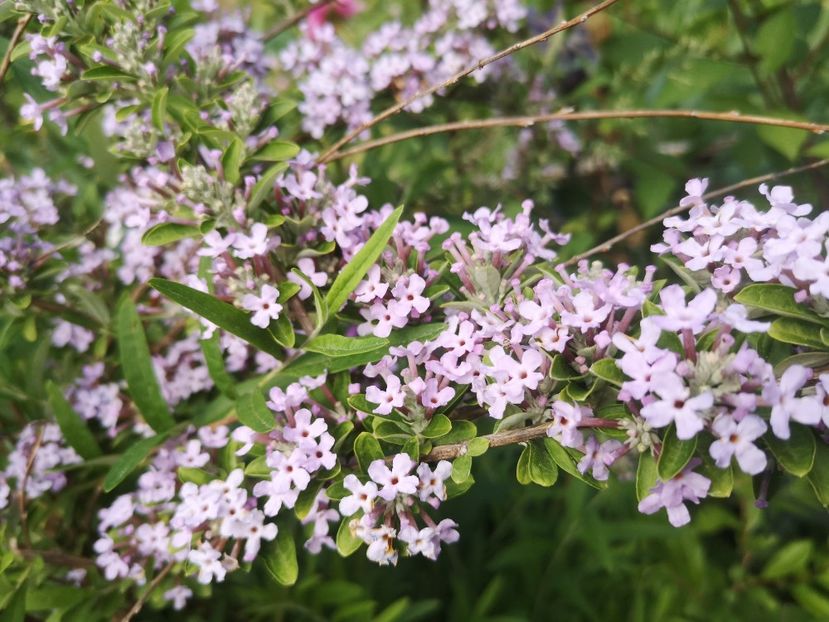 budlejja alternifolia - arbori ornamentali 2022