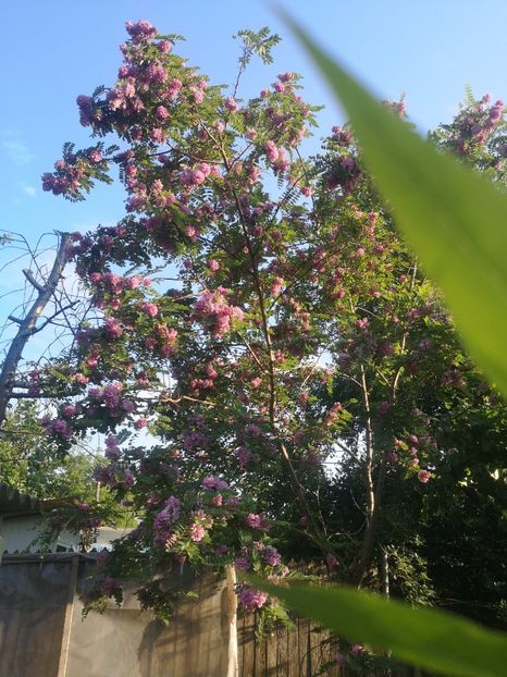 salcam roz inchis - arbori ornamentali 2022