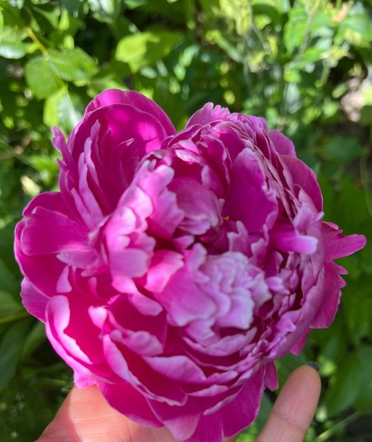 A8ECF5C5-539F-419E-82F0-7B9FFFB307FF - Bujor