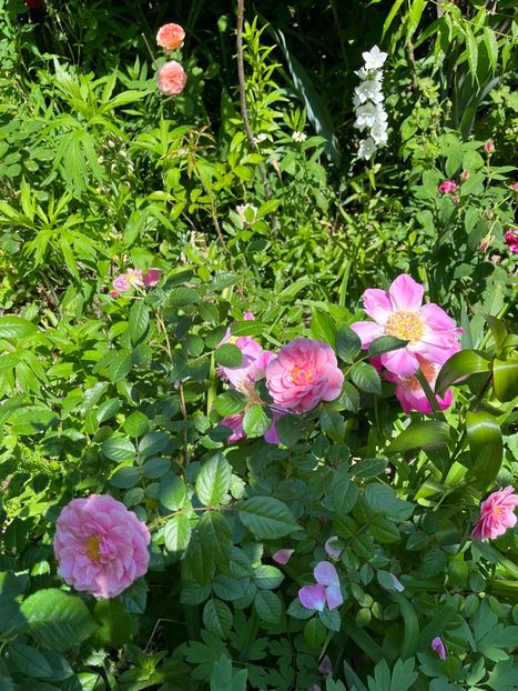 B8D8829D-8827-42BF-A70A-9E8858AD1478 - Bujor