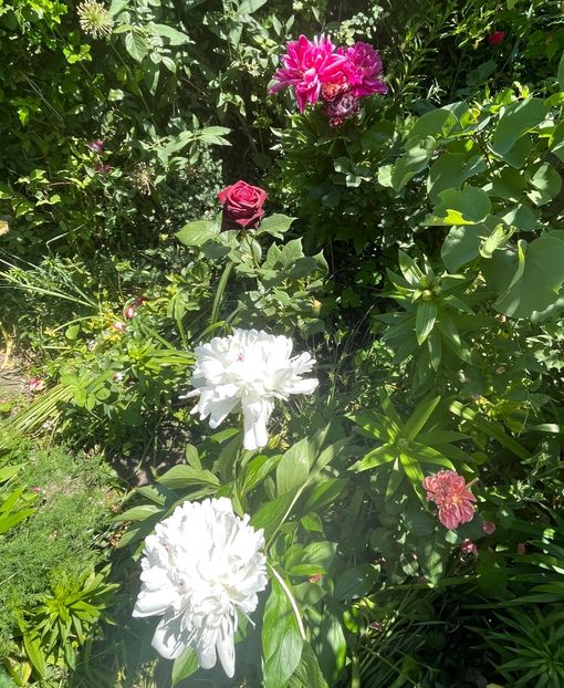 48775AD7-F623-4E04-AFDB-A972B50043FF - Bujor