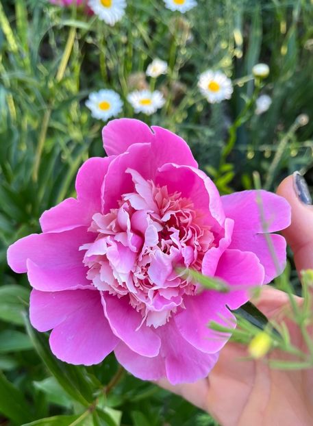 F887777B-E091-4F2A-BAFA-BAF62BF66F77 - Bujor