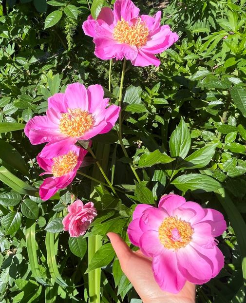 039A1698-E863-46EF-B5DC-27F0D01582DA - Bujor